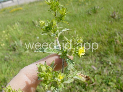 cinquefoil, silvery